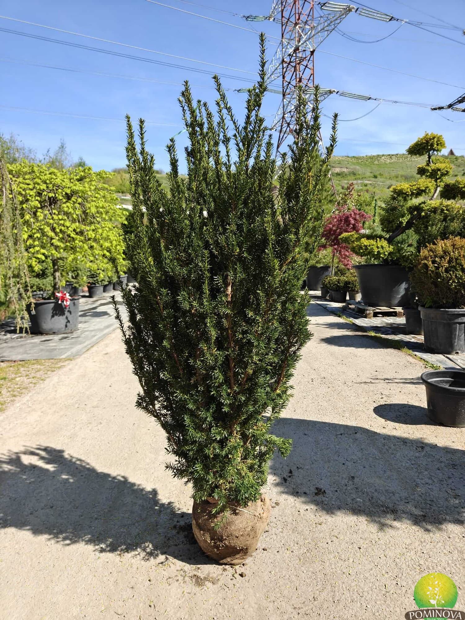 Tisă Hillii (Taxus media 'Hillii')
