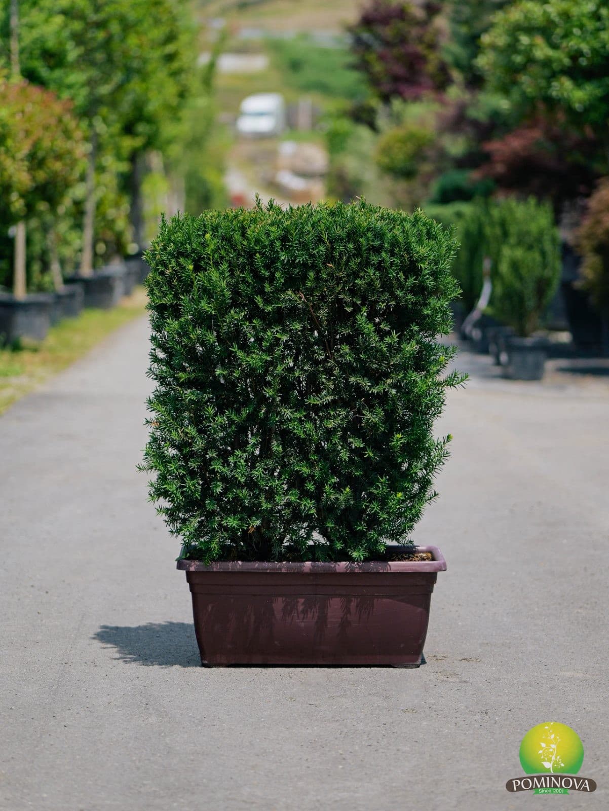 Tisa pentru gard viu (Taxus x media 'Hilli') — imagine 1