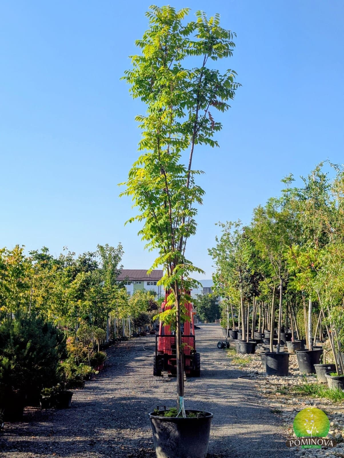 Cedru chinezesc 'Flamingo' (Toona sinensis 'Flamingo') — imagine 1