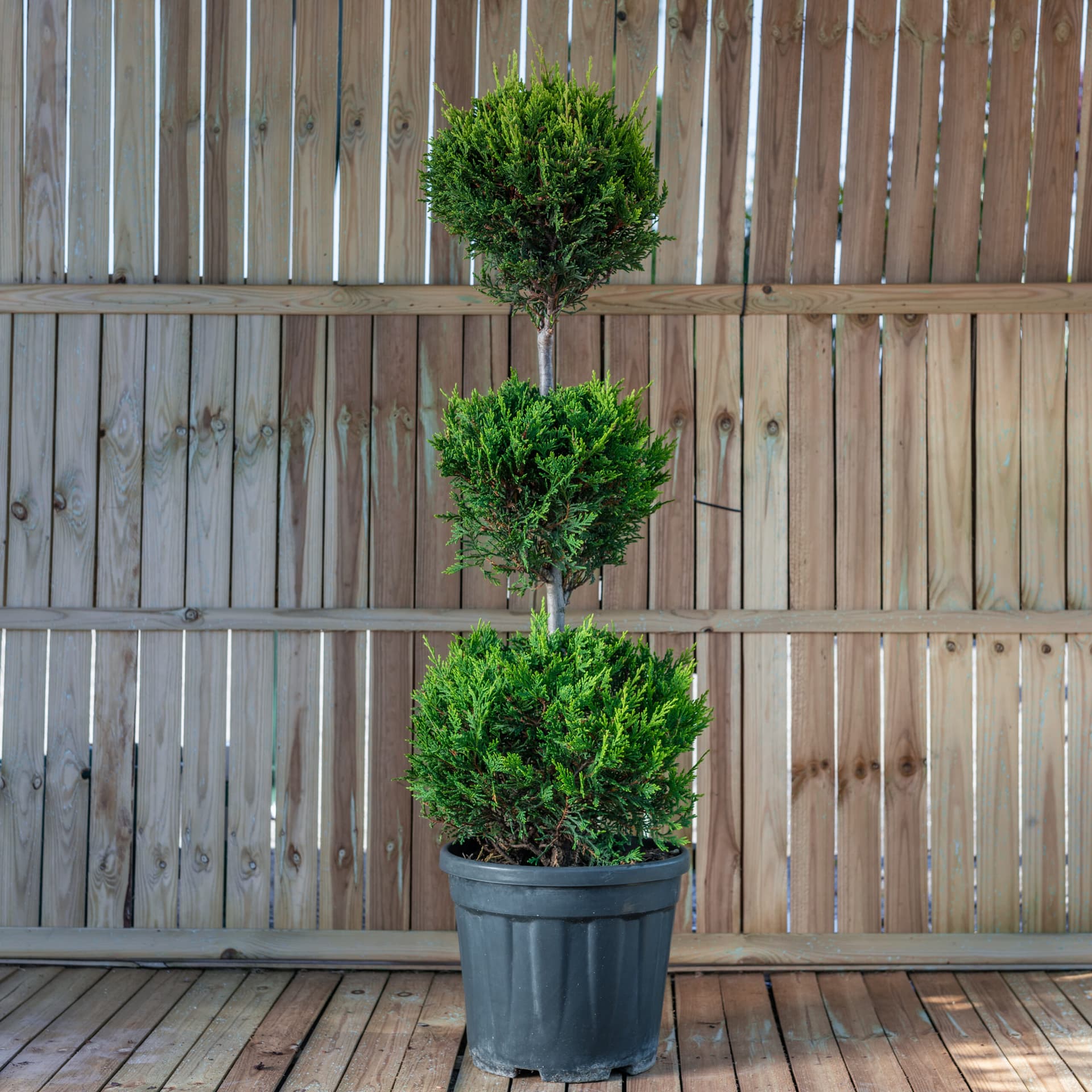 Topiar 3 globuri (Cupressocyparis leylandi 'Castlewelland Gold' - 3 globuri) — imagine 1