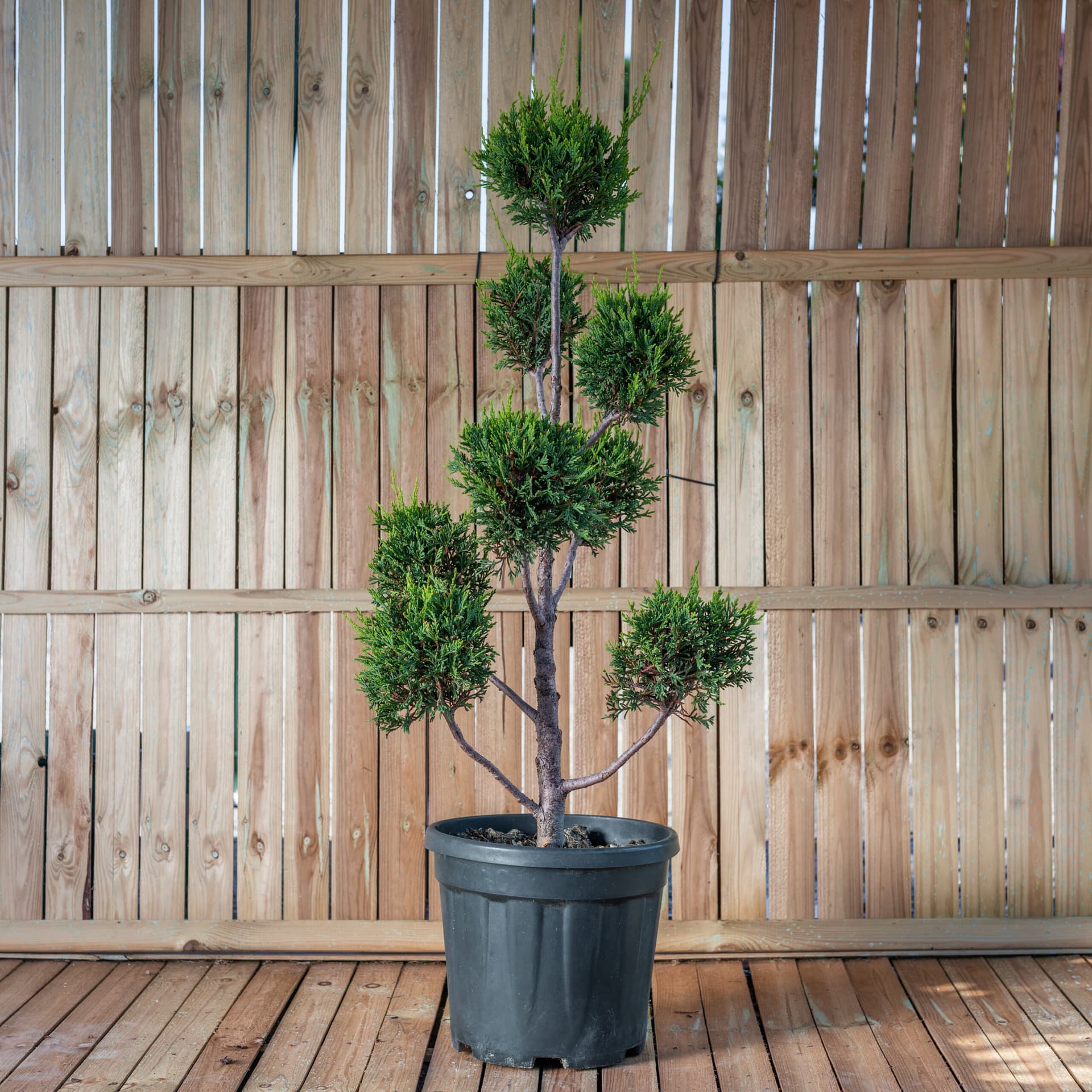 Leylandii topiar Pom-Pom (Cupressocyparis leylandi 'Castlewelland Gold' - Pompom) — imagine 1
