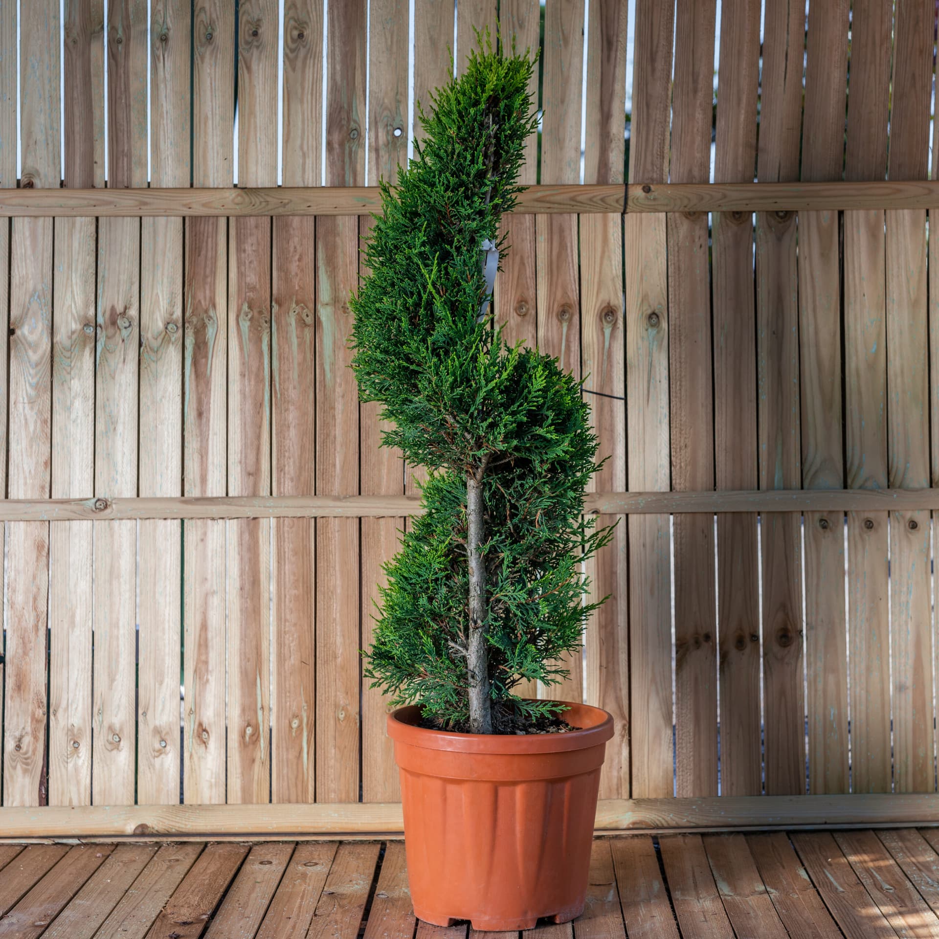Topiar Spirala (Cupressocyparis leylandi 'Castlewelland Gold') — imagine 1