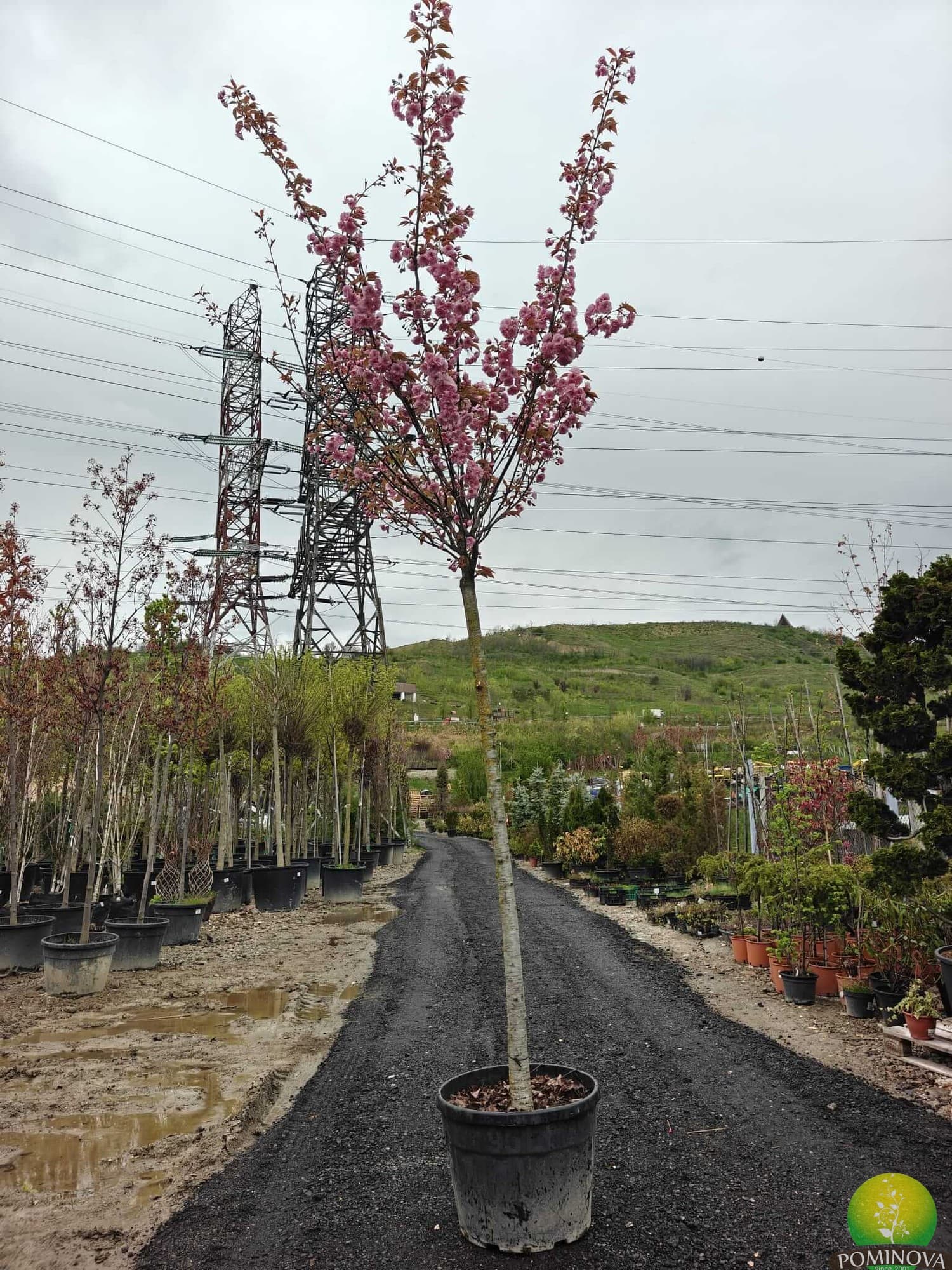 Cireș japonez 'Kanzan'