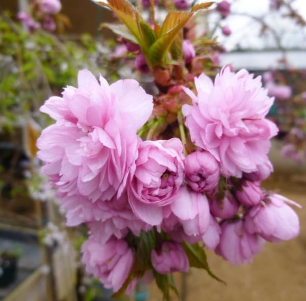 Cireș japonez plângător 'Kiku Shidare' (Prunus serrulata 'Kiku-Shidare-Zakura')