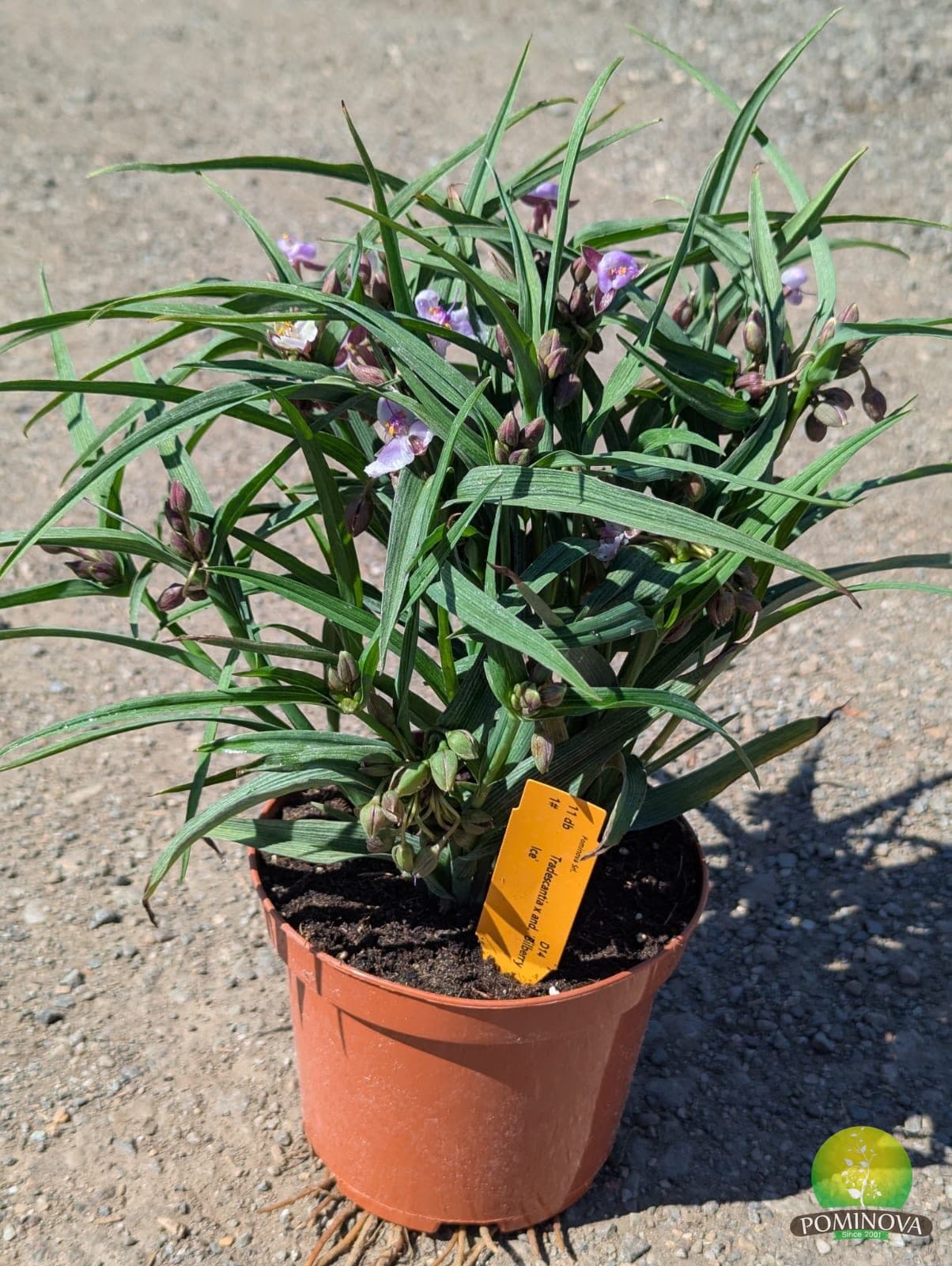 Tradescantia 'Concord Grape' — imagine 1