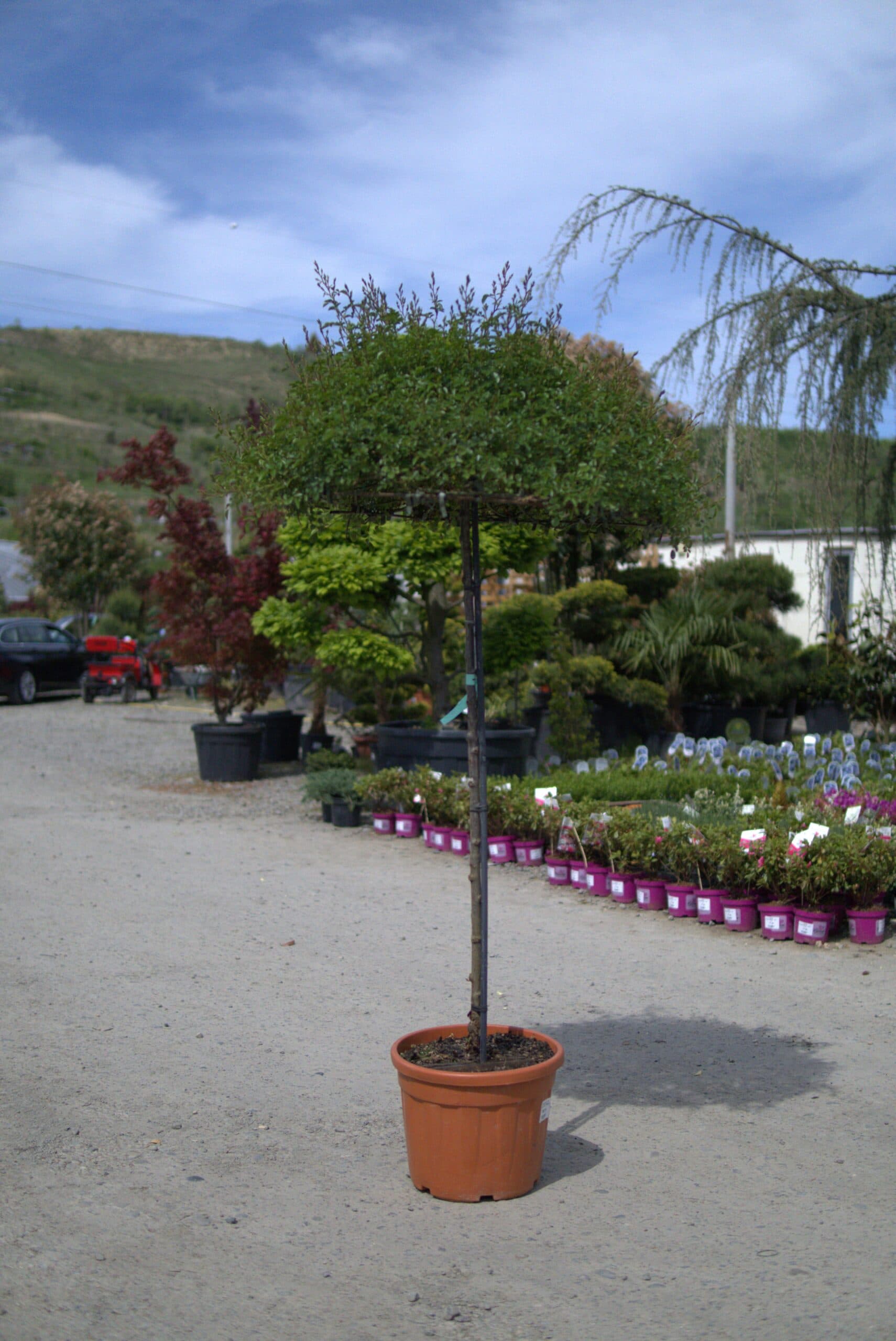 Trandafir altoit Umbrelă (Rosa Umbrella) — imagine 1