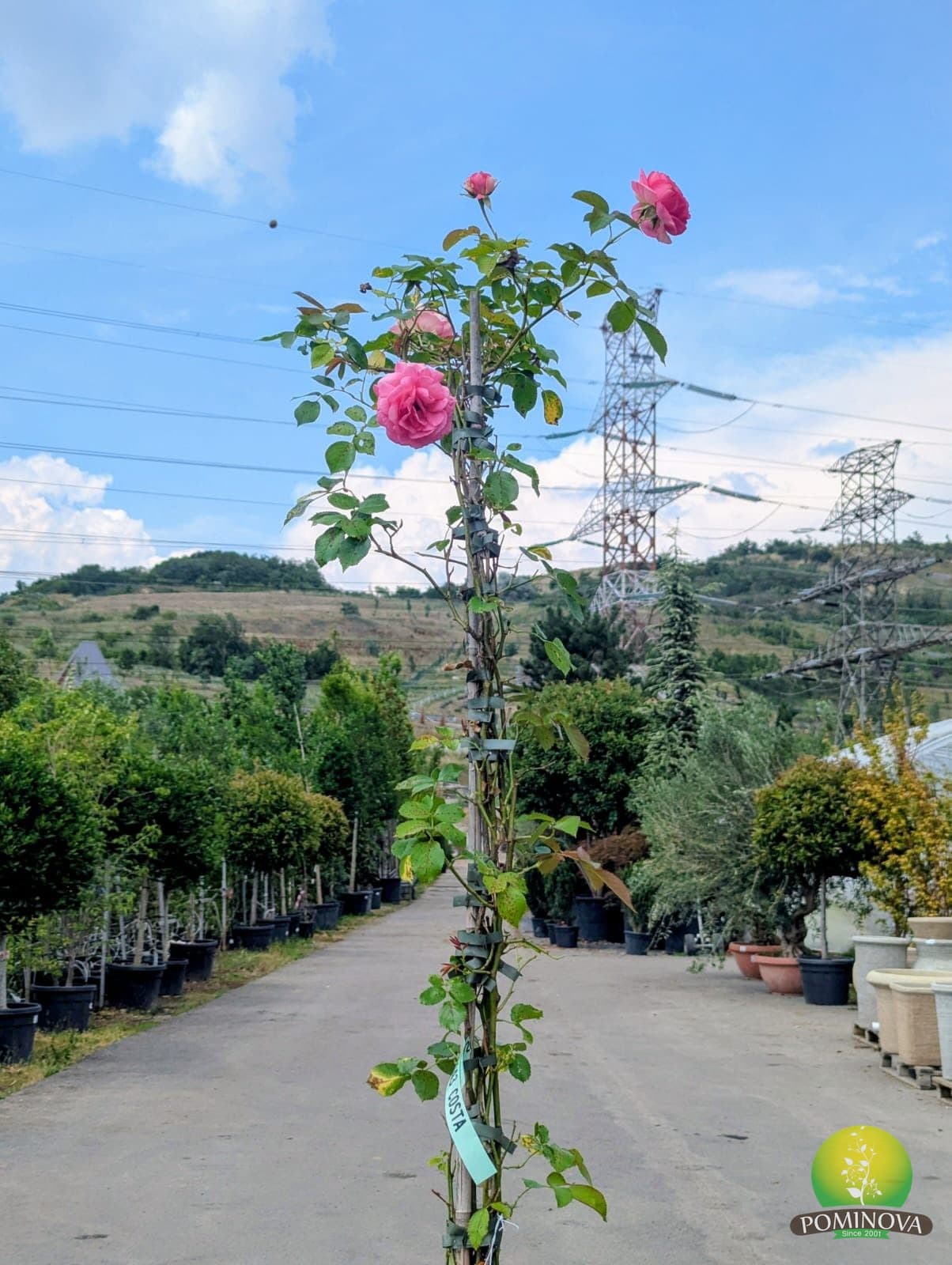 Trandafir urcator (Rose (in varieta con brevetto) Rampicante)