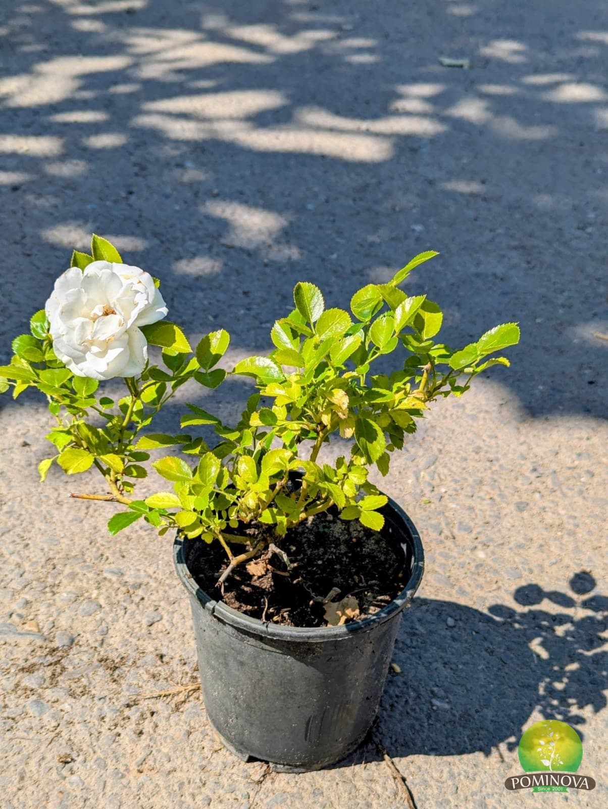 Trandafir pitic 'Iceberg' (Rosa 'Iceberg') — imagine 1