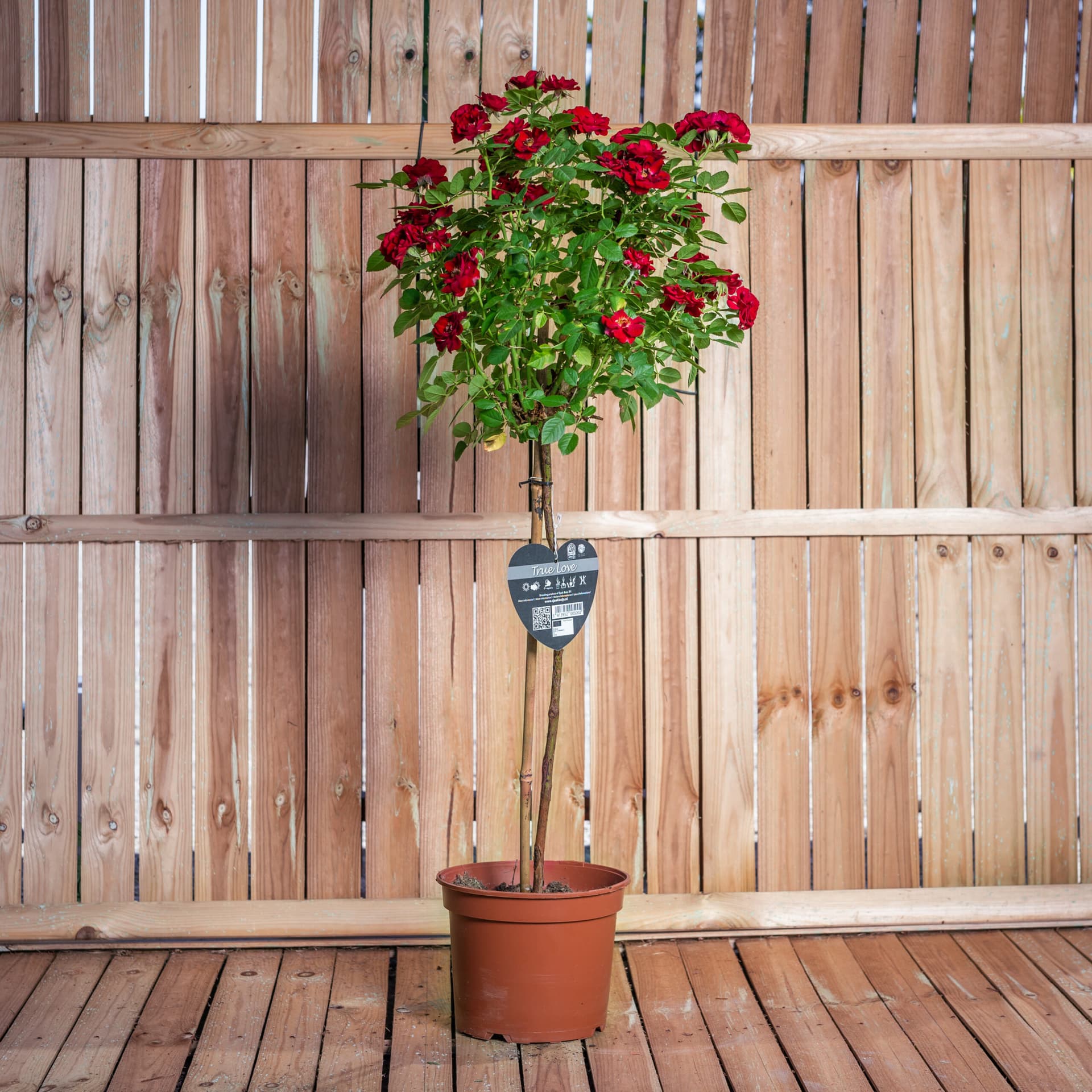 Trandafir tip pomisor (Rosa sp. pe trunchi) — imagine 1
