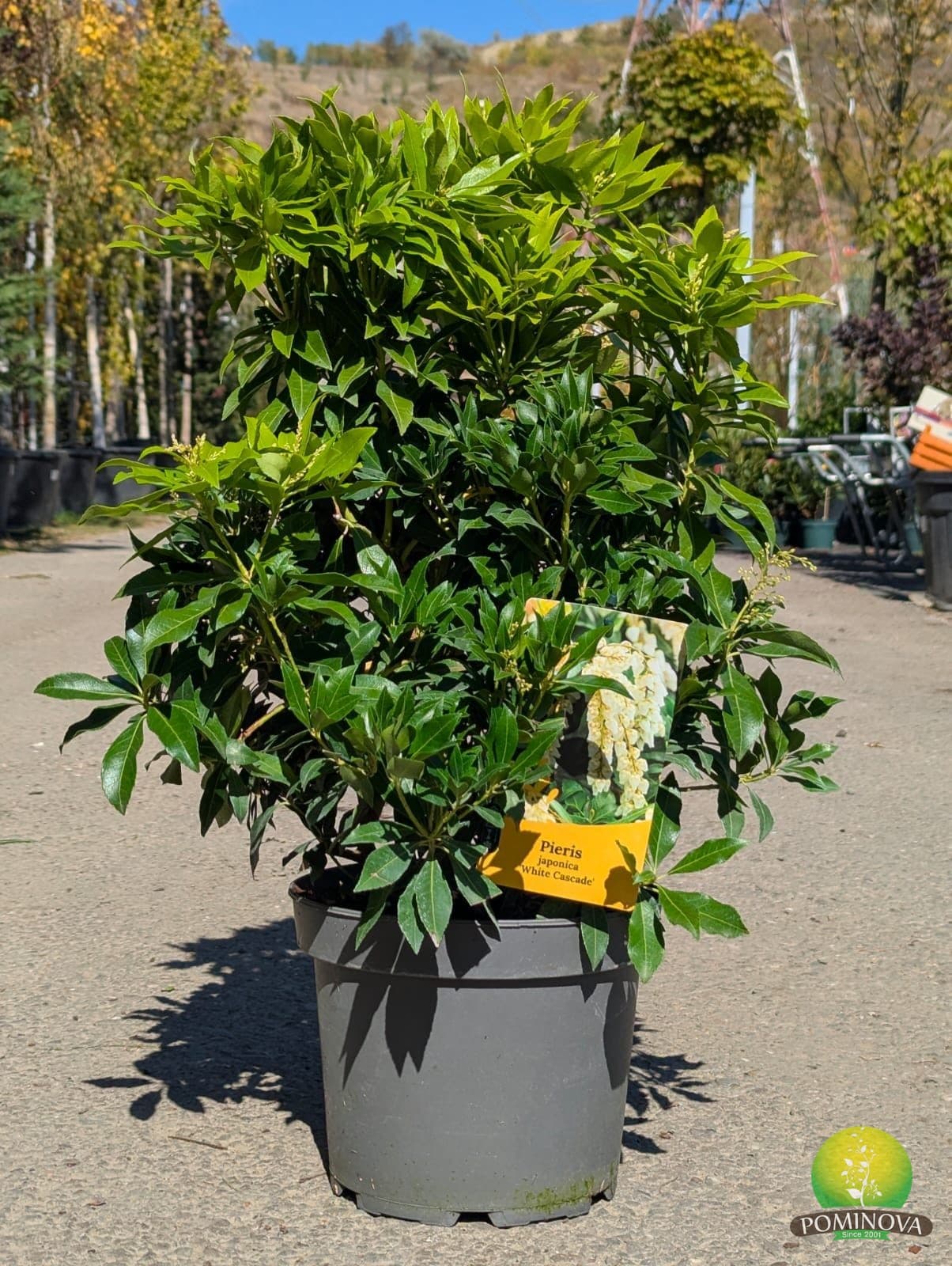Tufă de lăcrămioare (Pieris japonica) - imagine 1
