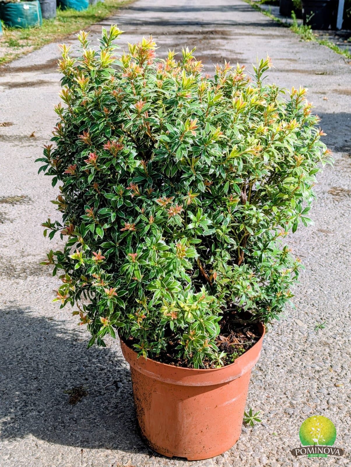 Tufă de lăcramioare (Pieris japonica 'Carnaval')