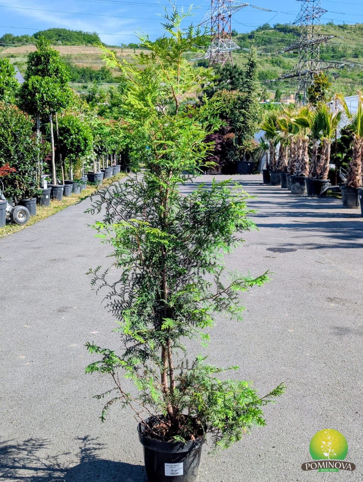 Tuia 'Brabant' (Thuja occidentalis 'Brabant') — imagine 1