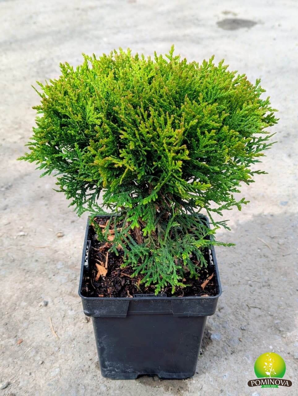 Tuia globular (Thuja occidentalis 'Danica') - imagine 3