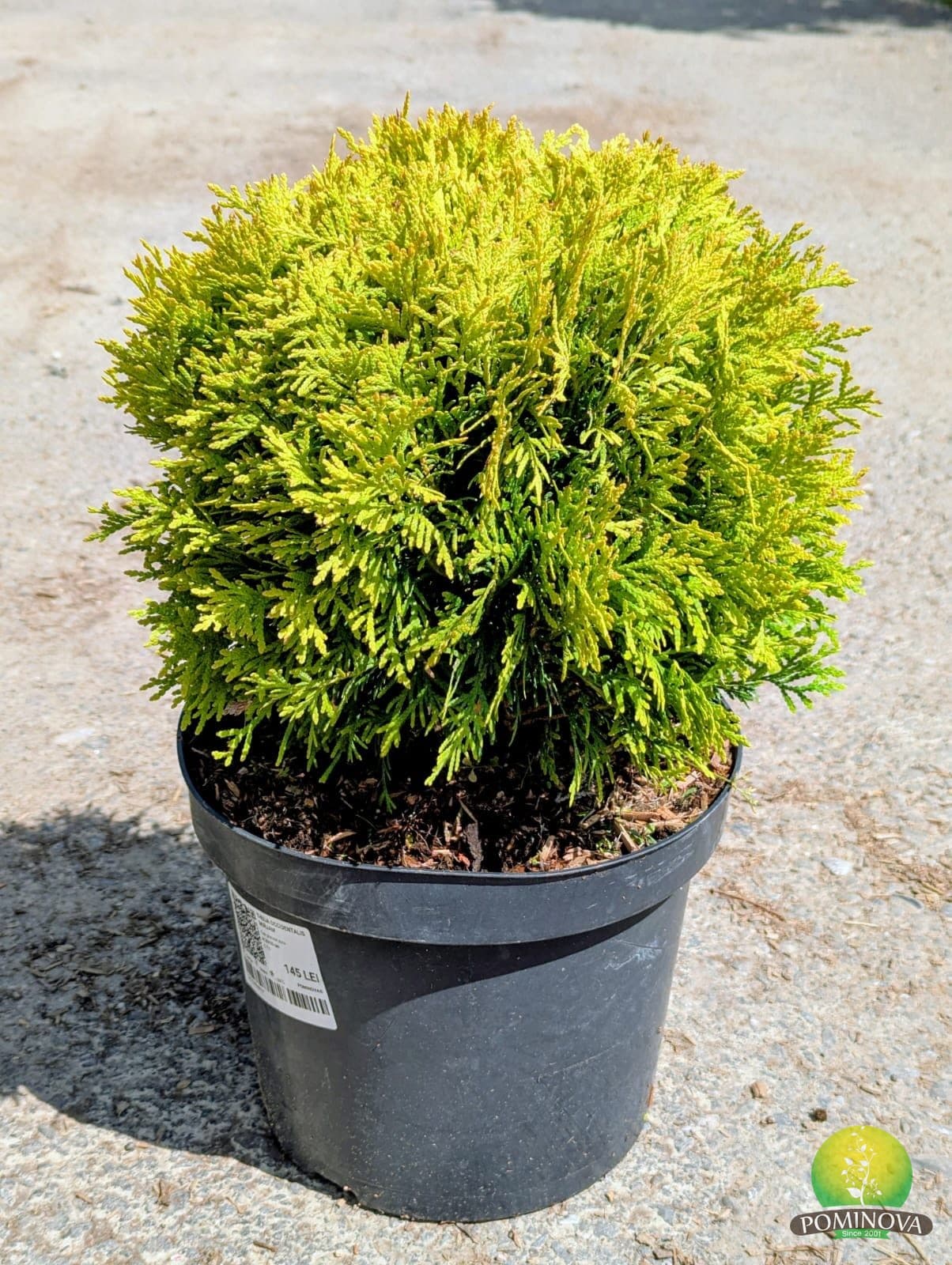 Tuia globular auriu (Thuja occidentalis 'Mirjam') — imagine 1