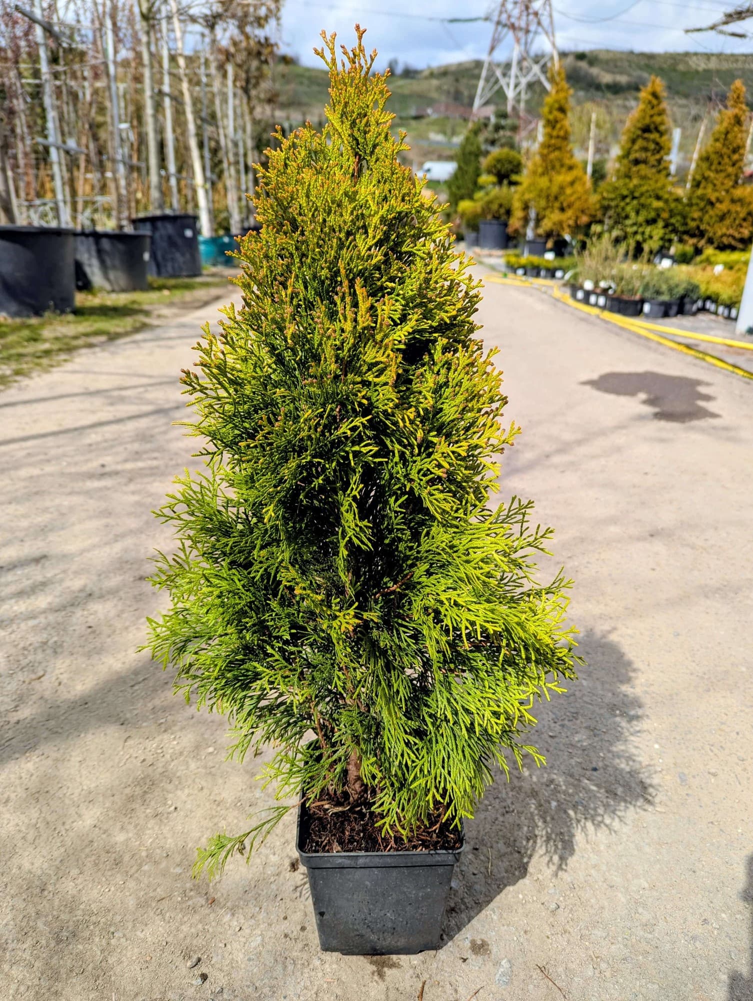 Tuia Golden Smaragd — imagine 1