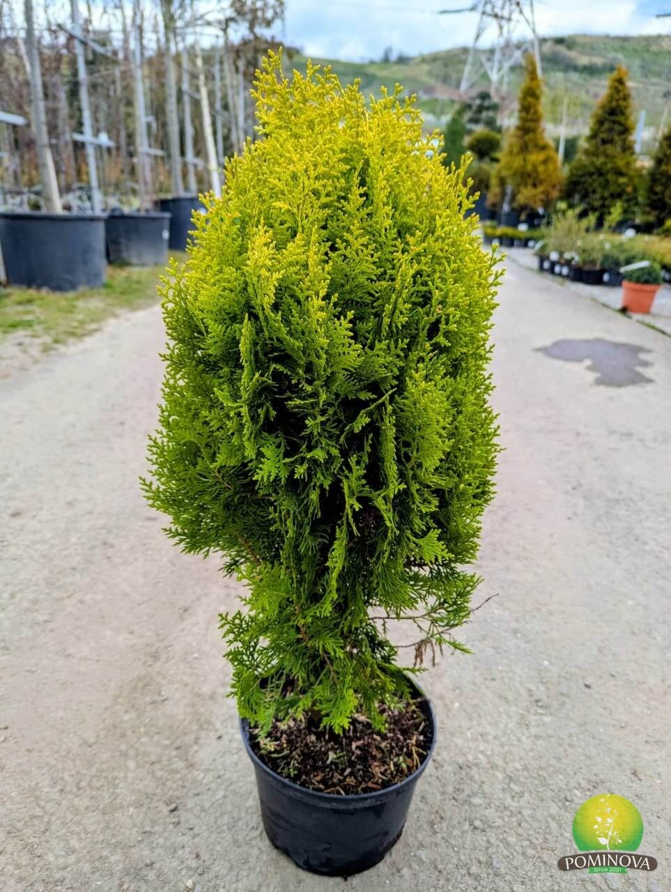 Tuia orientală aurie pitică (Thuja or. aurea nana) — imagine 1