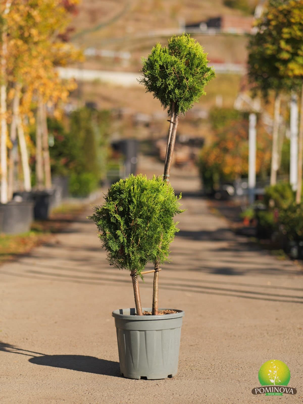 Tuia orientală aurie pitică – formă topiară cu 2 trunchiuri și 2 globuri (Thuja orientalis ‘Compacta Aurea Nana’ - 2 trunchi 2 globuri) - imagine 1