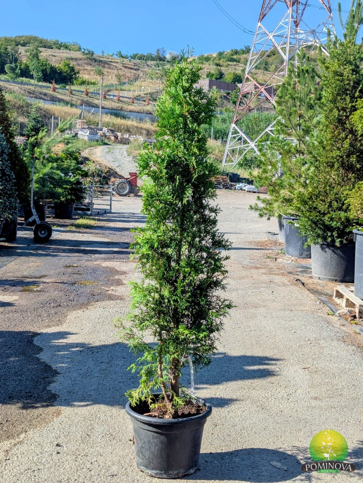 Tuia piramidală compactă (Thuja occ. 'Pyramidalis Compacta') — imagine 1