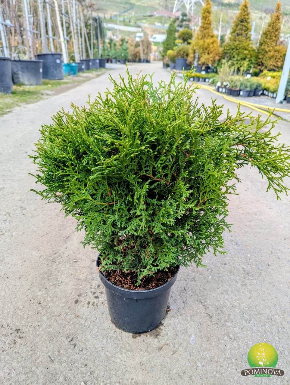 Tuia pitică Tiny Tim (Thuja occ. tiny tim) — imagine 1