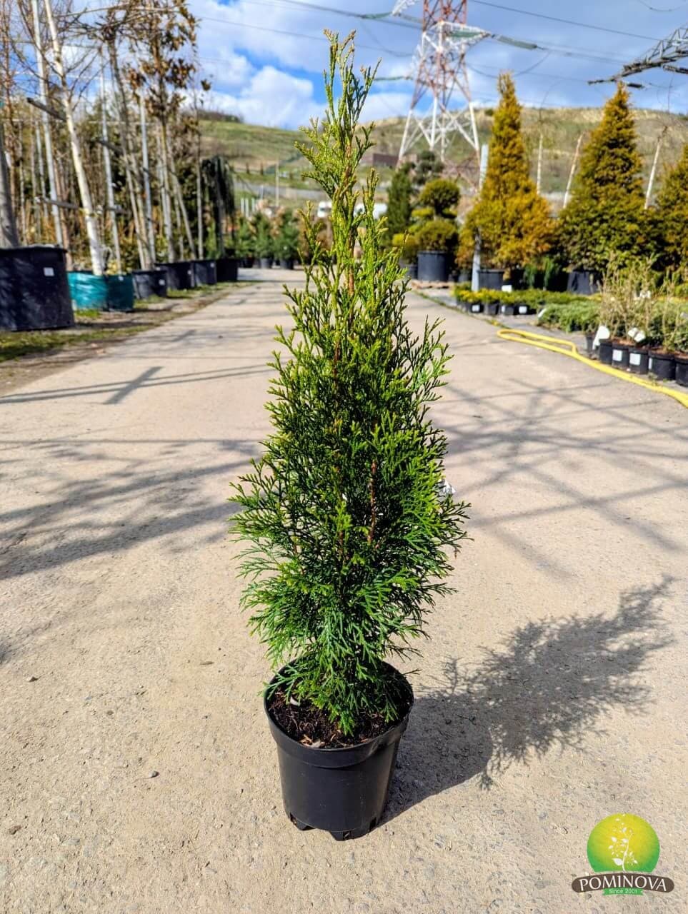 Tuia Smaragd — imagine 1