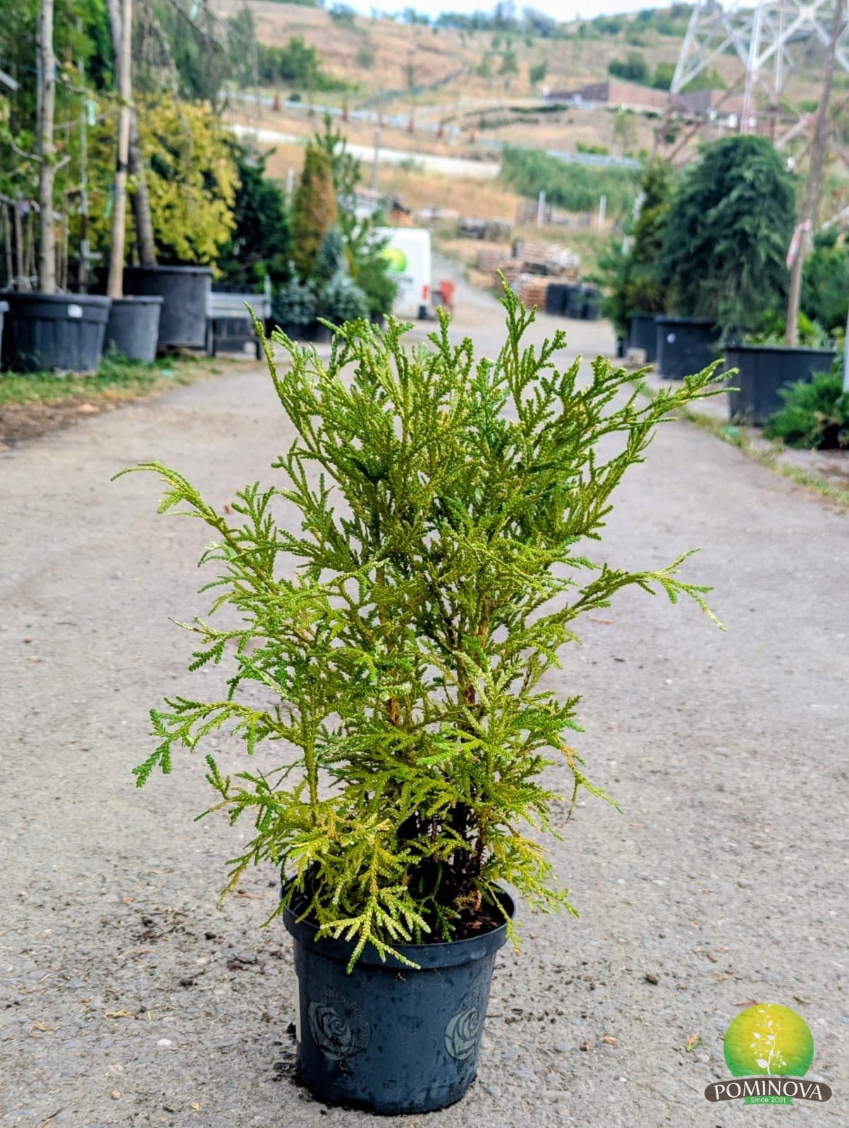 Hiba pestriță (Thujopsis dolabrata 'Variegata') — imagine 1
