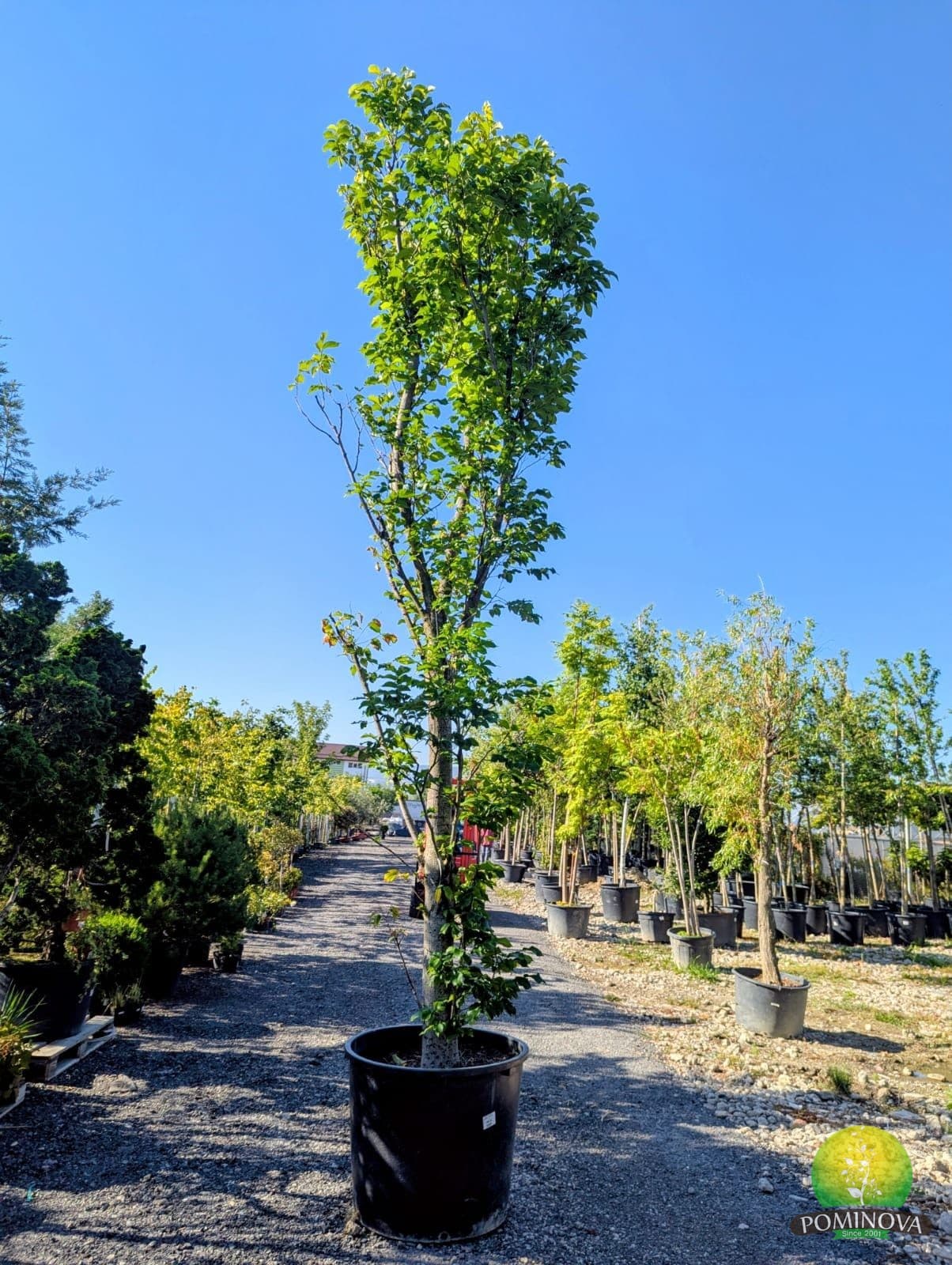 Ulmus × hollandica 'Dampieri' — imagine 1