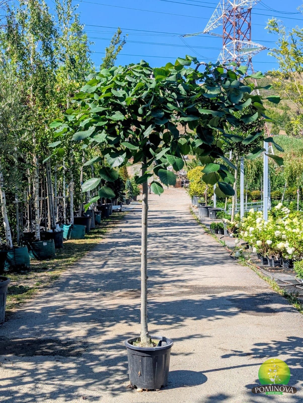 Ulm plângător (Ulmus glabra 'Camperdownii') — imagine 1