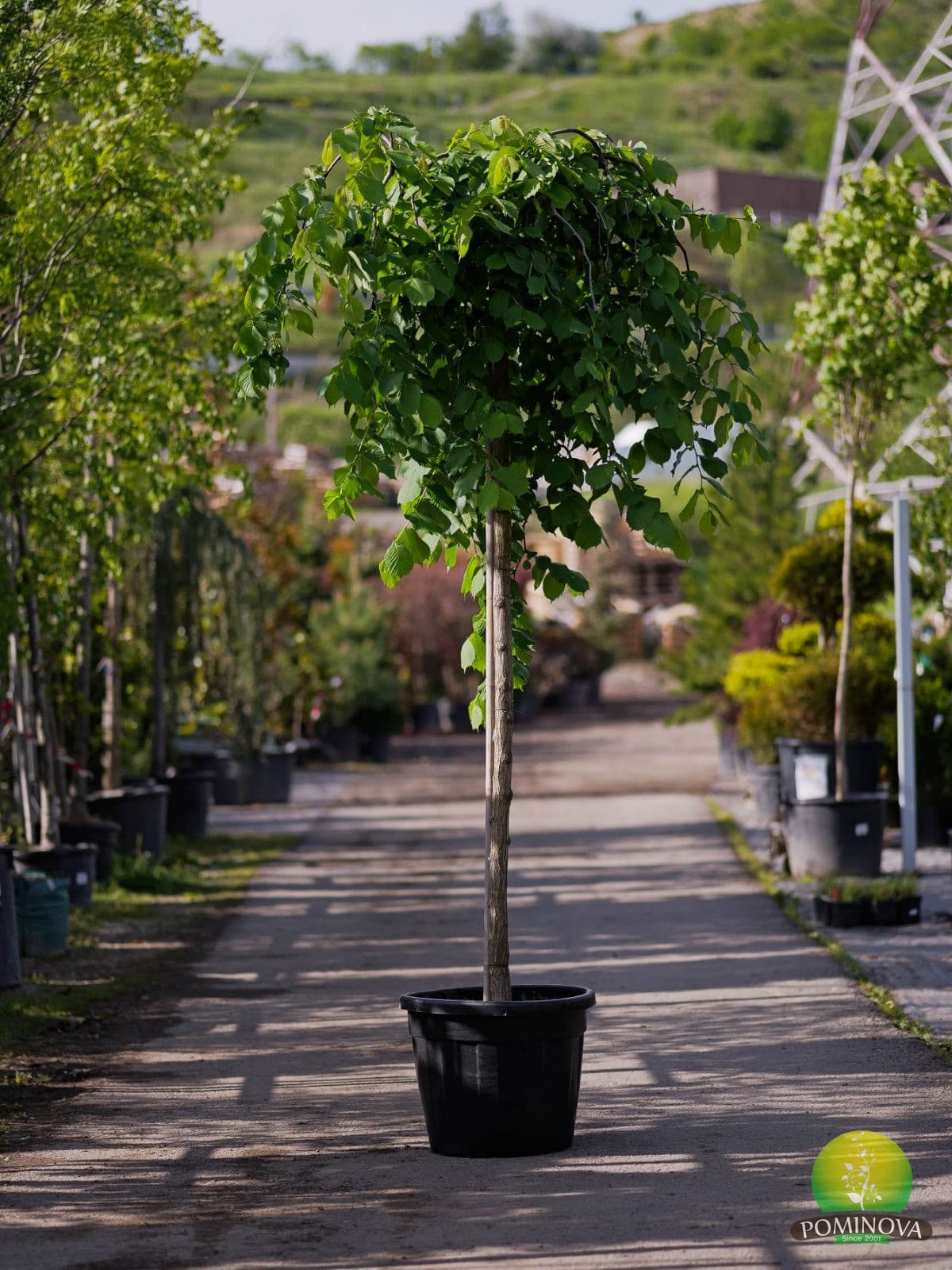 Ulm plângător (Ulmus glabra 'Camperdownii') — imagine 1