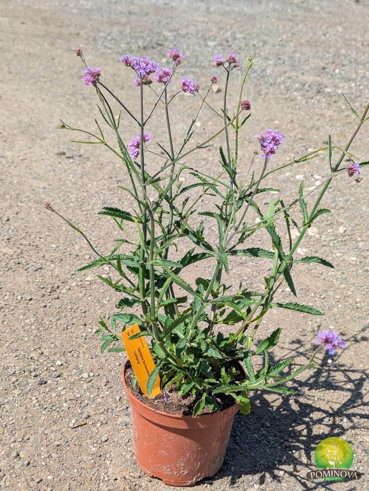 Verbena (Verbena bonariensis 'Lollipop') — imagine 1