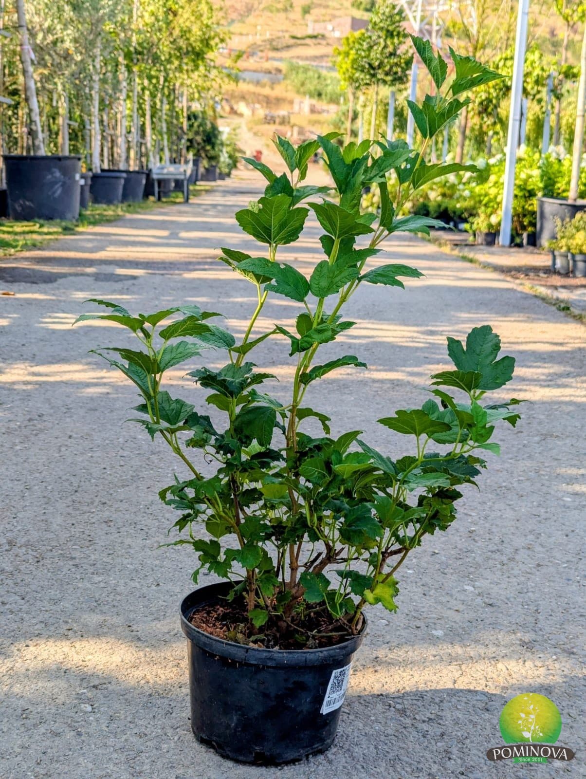 Călin (Viburnum 'Opulus Roseum') - imagine 4