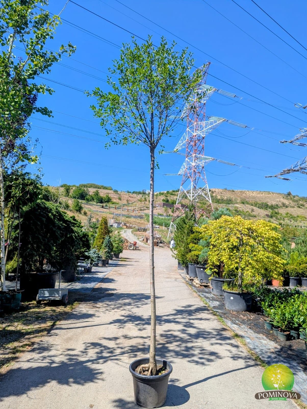 Prunus fructicosa 'Globosa' — imagine 1