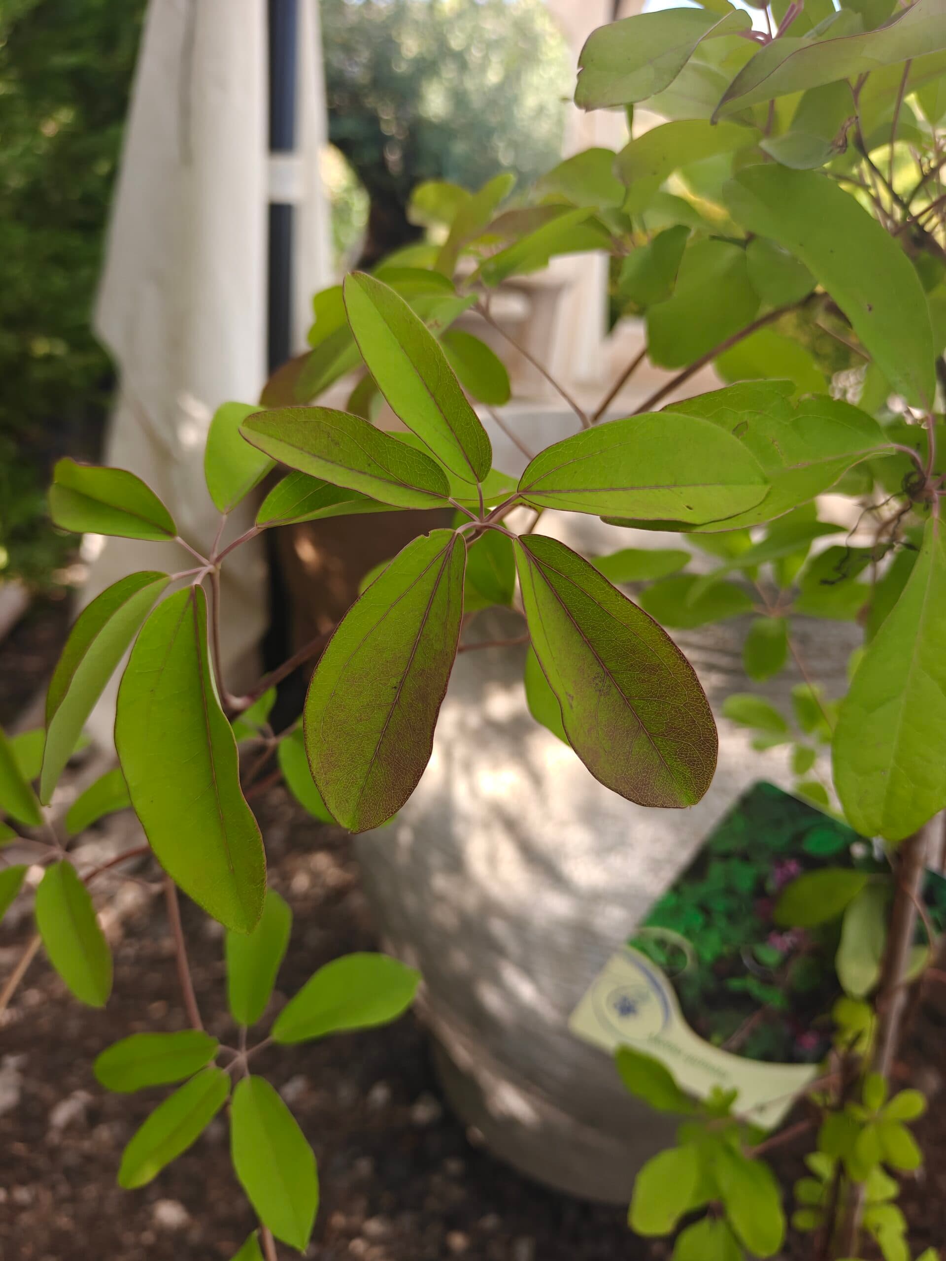 Viță de ciocolată (Akebia quinata)