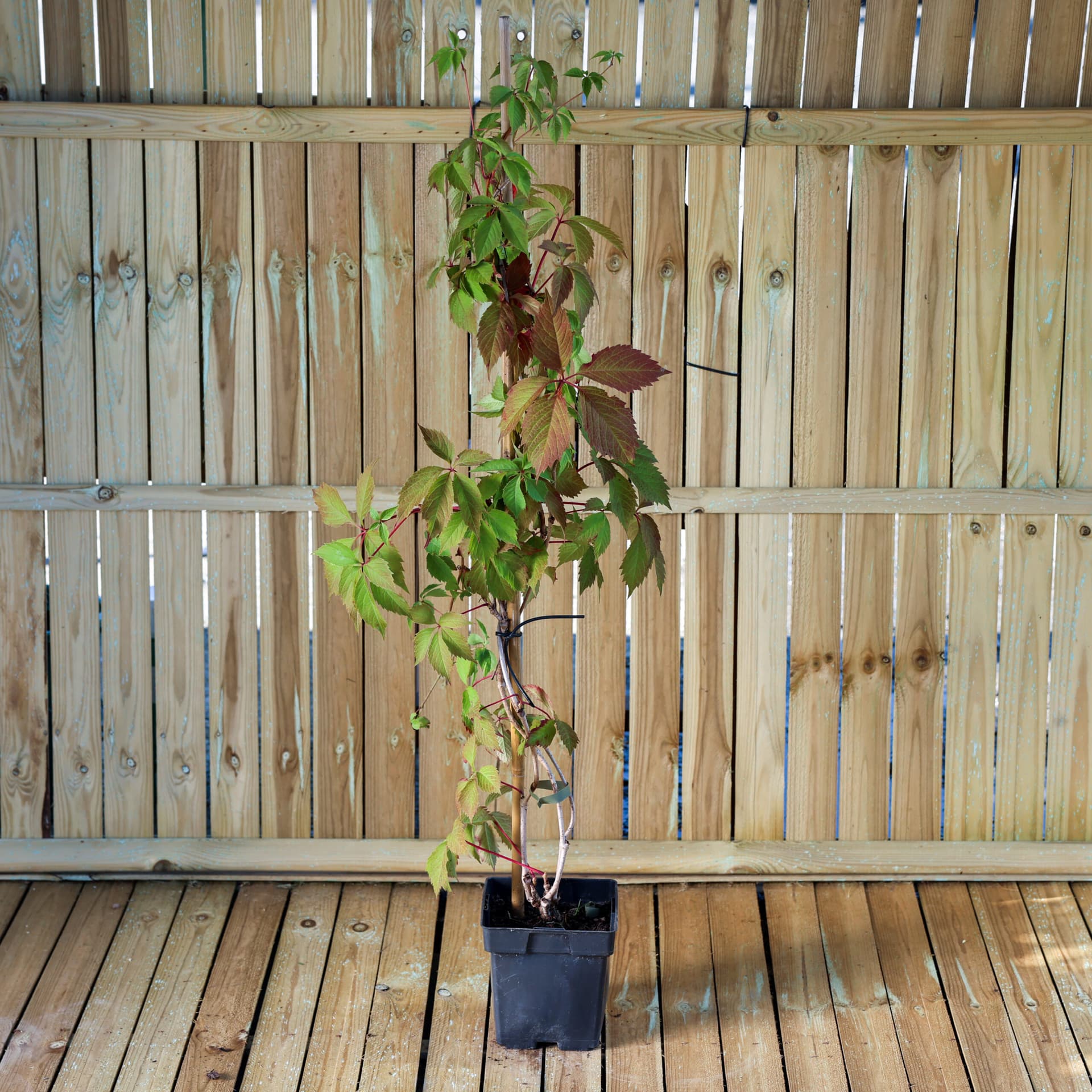 Vita de vie ornamentală (Parthenocissus quinquefolia) — imagine 1