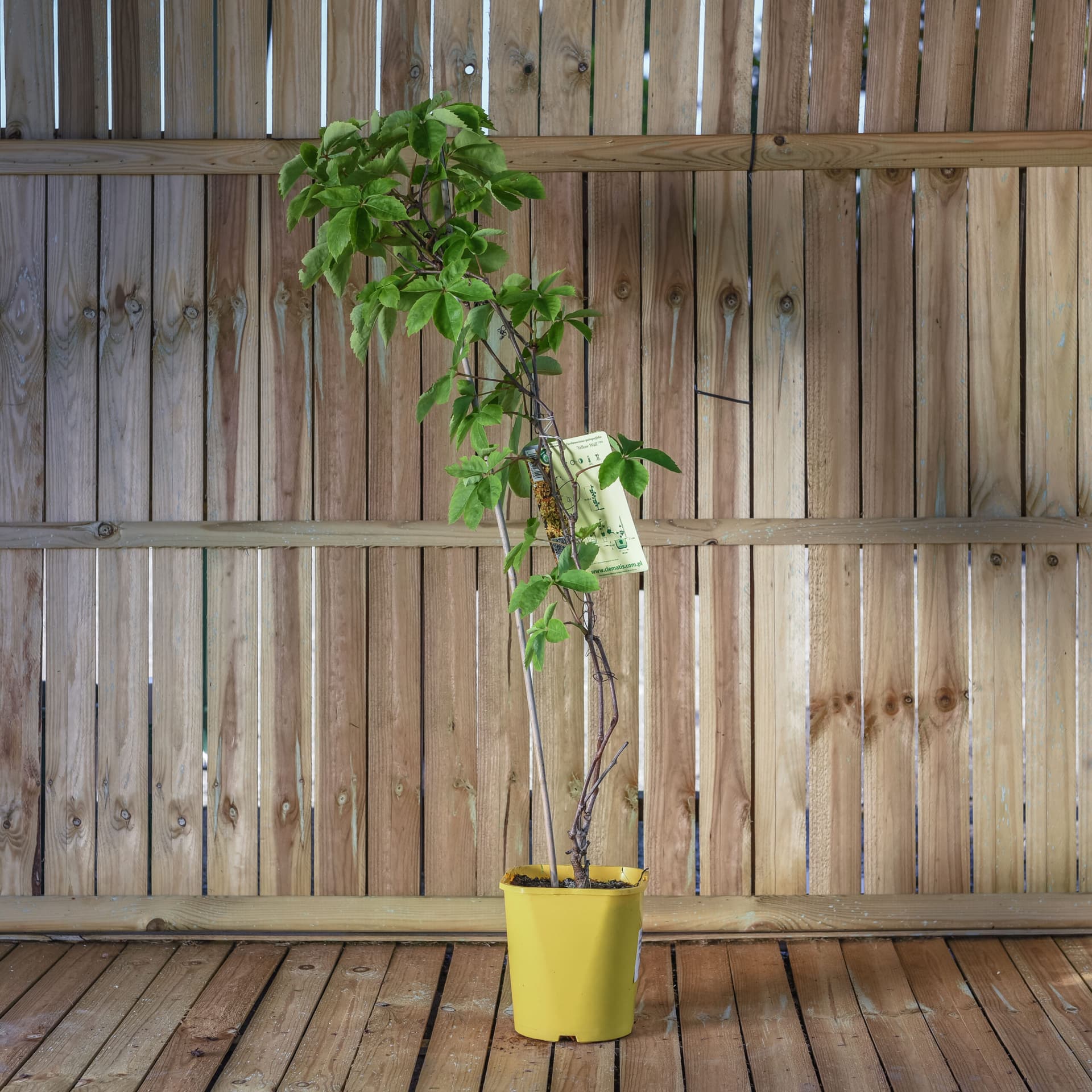 Vita de vie ornamentală (Parthenocissus quinquefolia 'Yellow Wall')