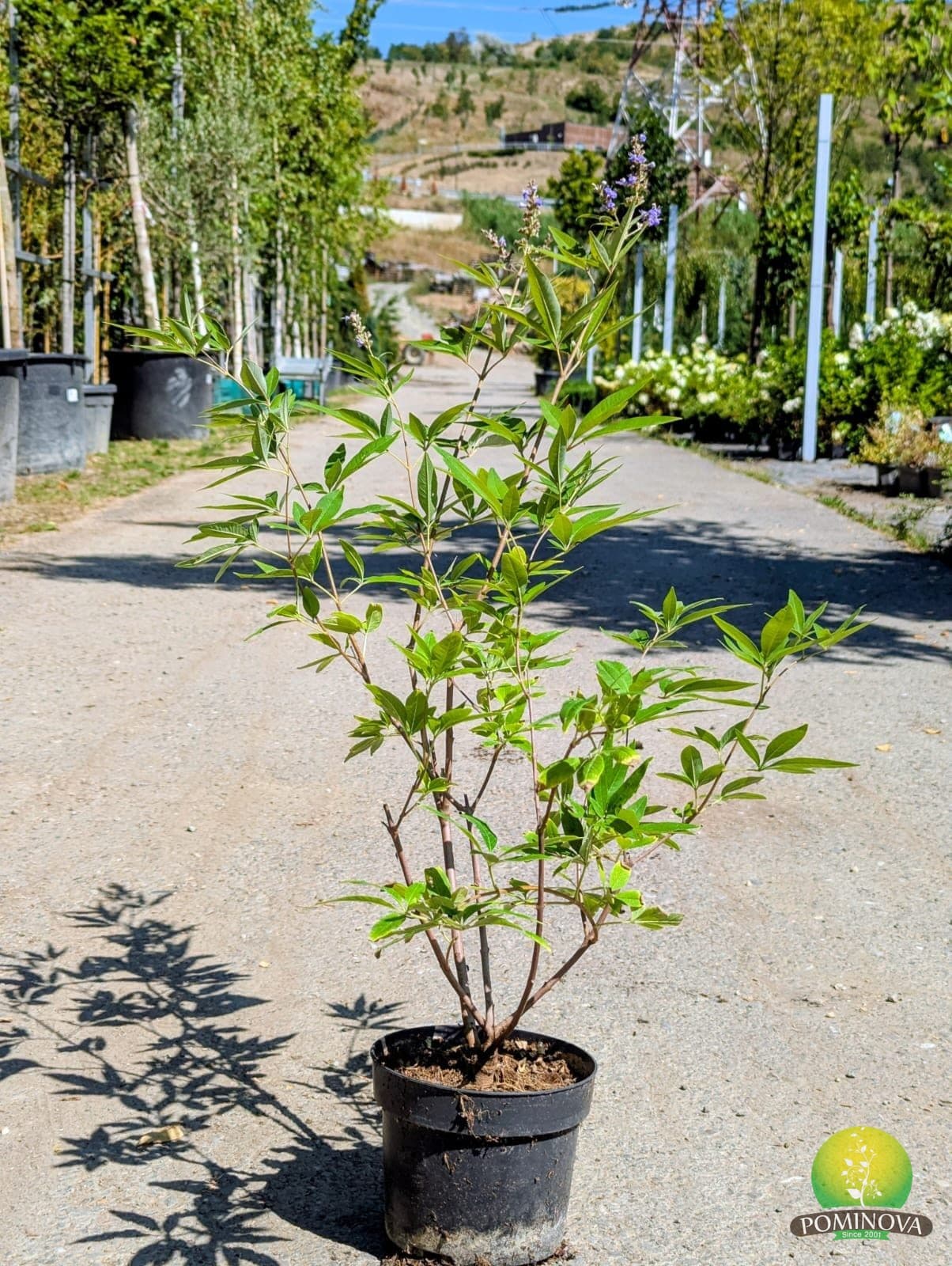 Vitex agnus-castus — imagine 1