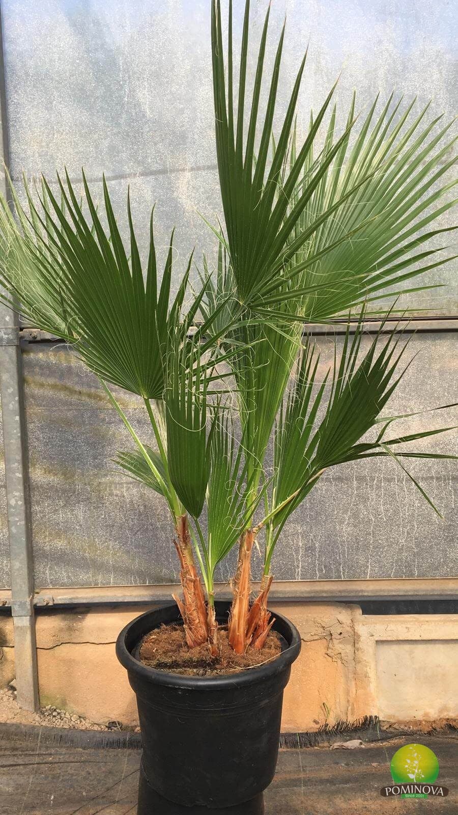 Washingtonia robusta — imagine 1