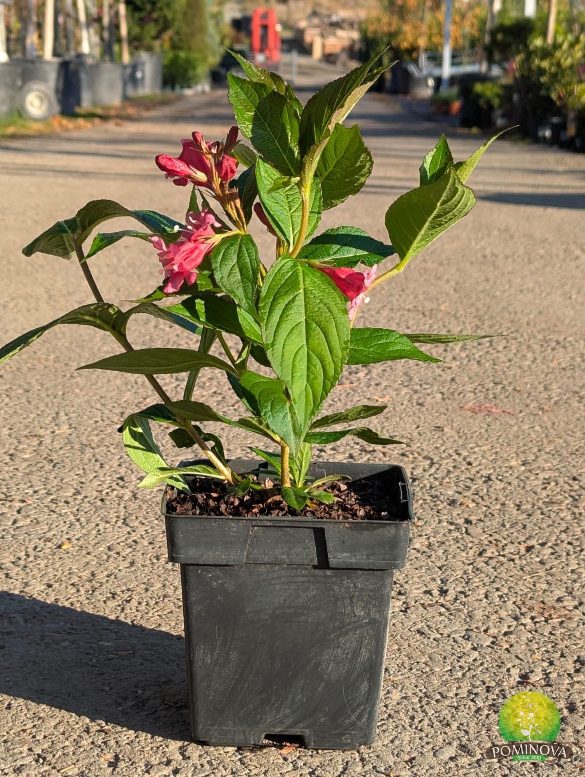 Weigela ‘Bristol Ruby’ (Weigela florida ‘Bristol Ruby’) - imagine 1