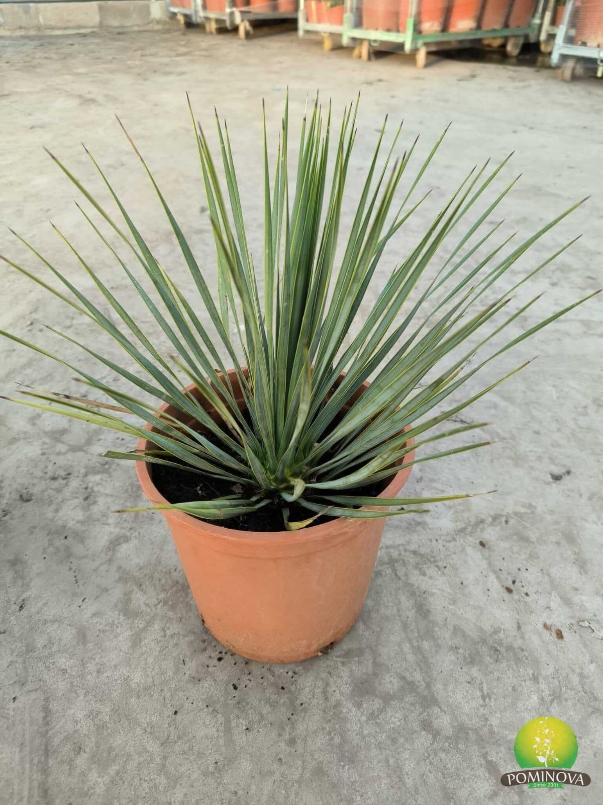 Yucca (Yucca rostrata) — imagine 1