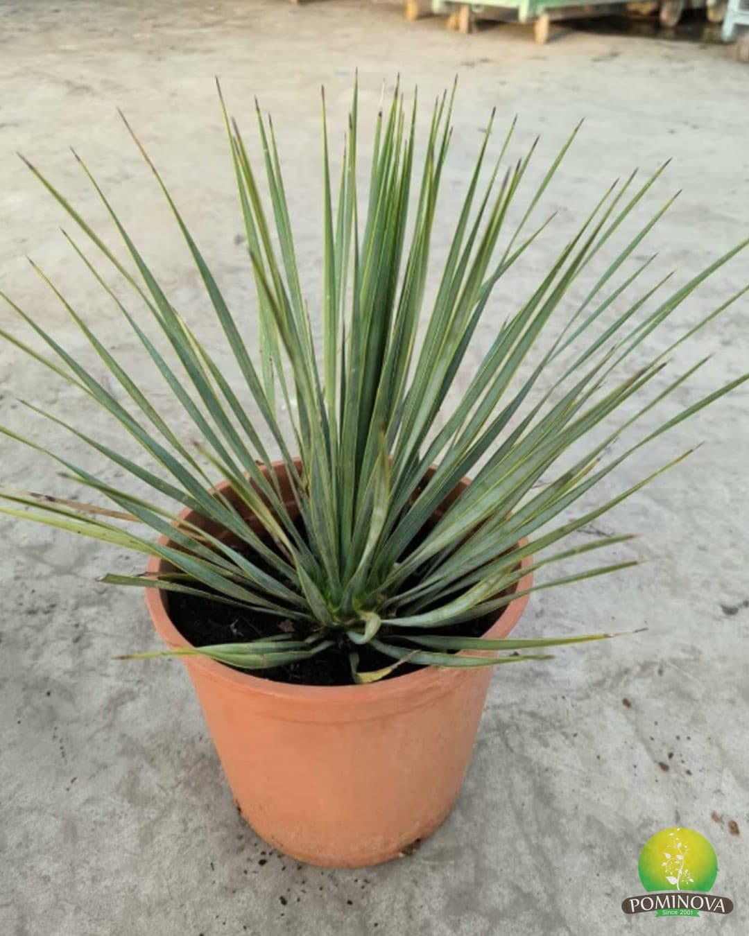 Yuca (Yucca rostrata) — imagine 2