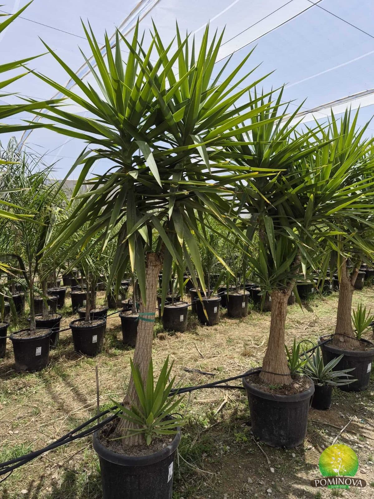 Yucca elephantipes — imagine 1