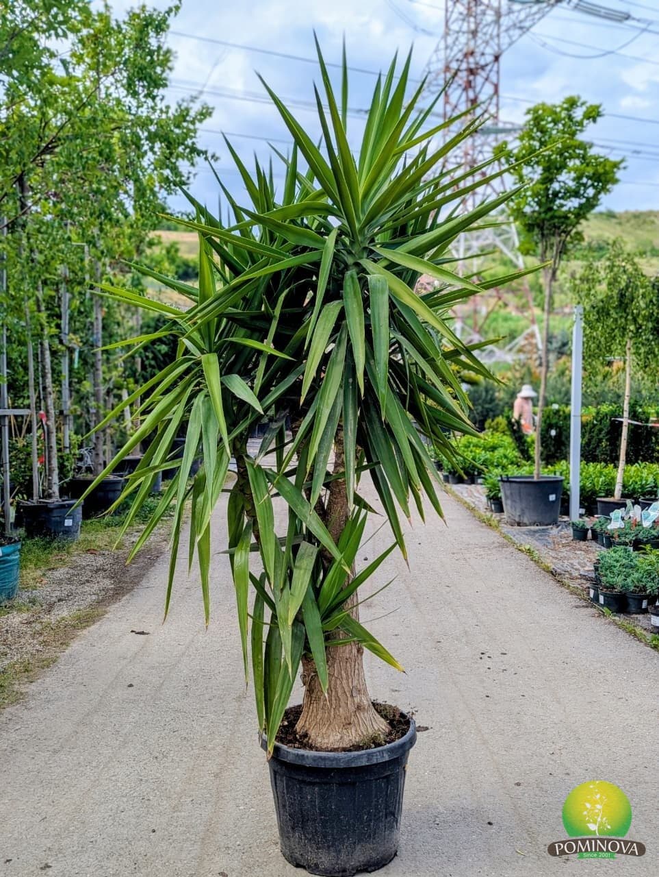 Yucca elephantipes — imagine 1