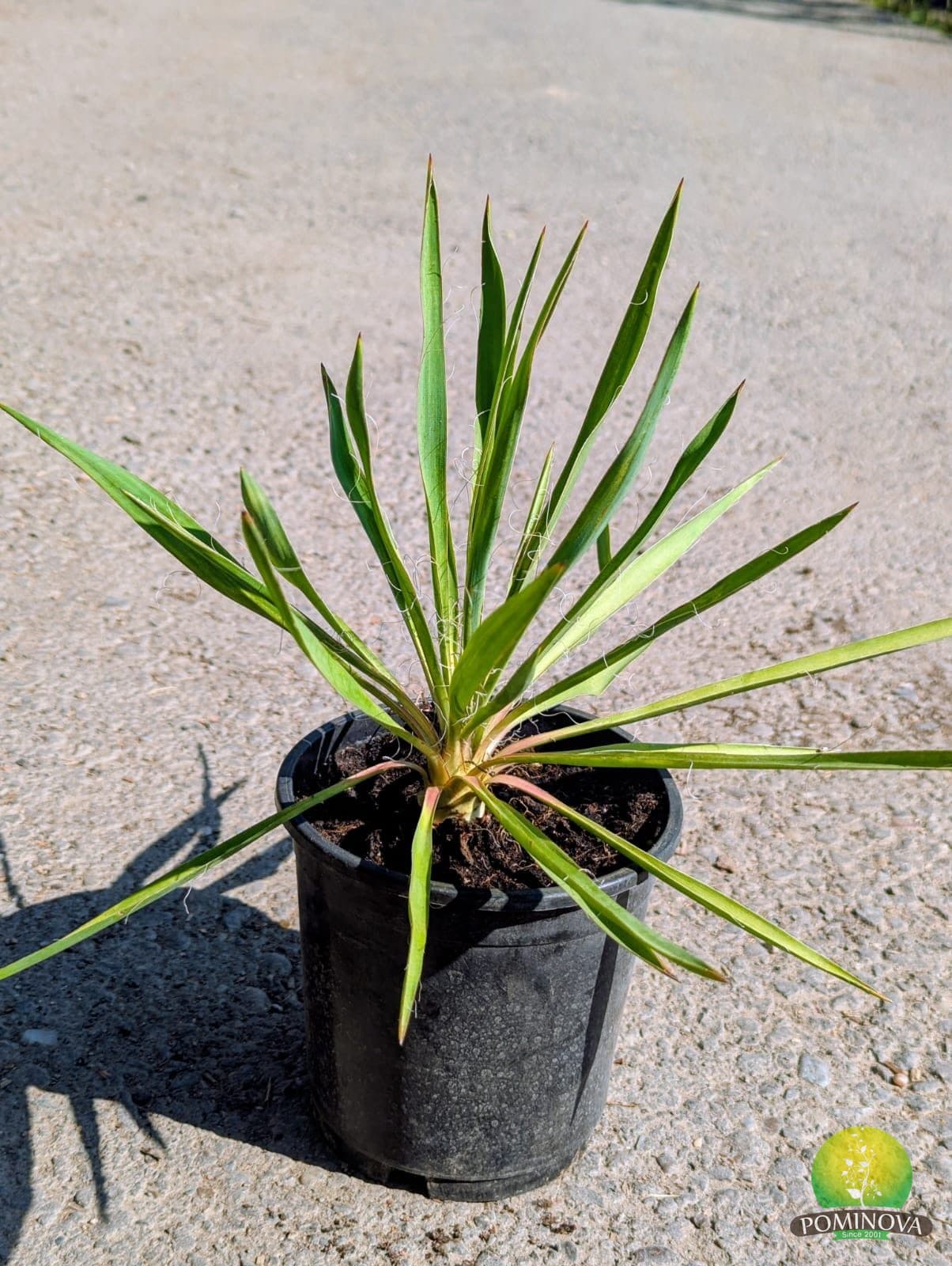 Yucca de grădină (Yucca filamentosa) — imagine 3